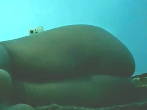 Screenshot from africangal6677 webcams