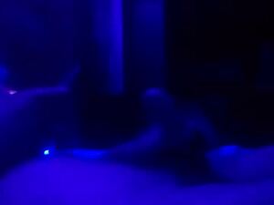 Screenshot from bigwalkdog420 webcams