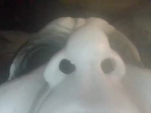 Screenshot from bmpowel1 webcams