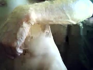 Screenshot from jimfido webcams