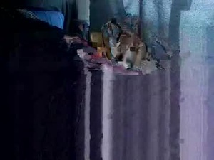 Screenshot from roddstiff01 webcams