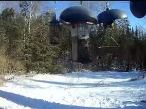 Screenshot from silverthorne928 webcams