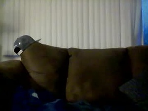 Screenshot from steven_4321227422 webcams