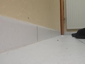 Screenshot from tfouslamx webcams